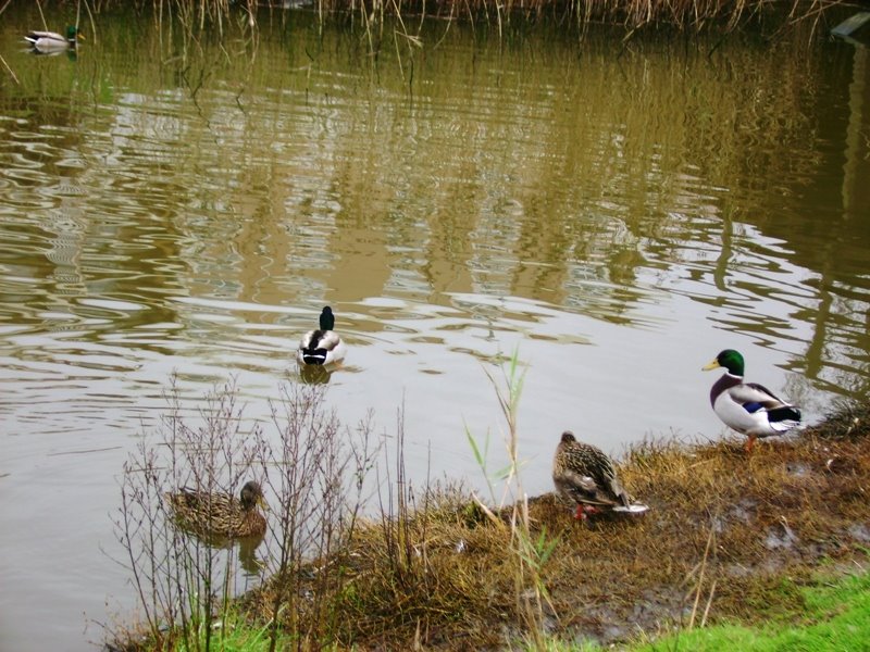 [Patos3.JPG]