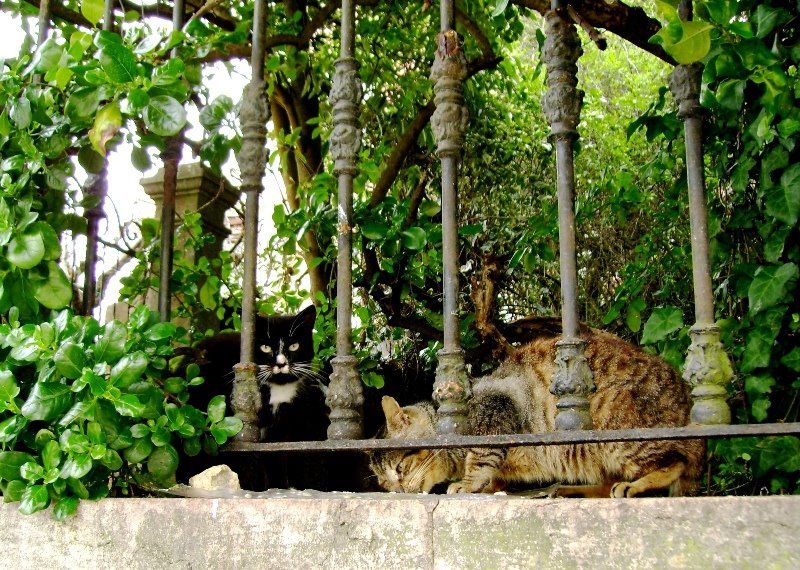 [gatos.JPG]