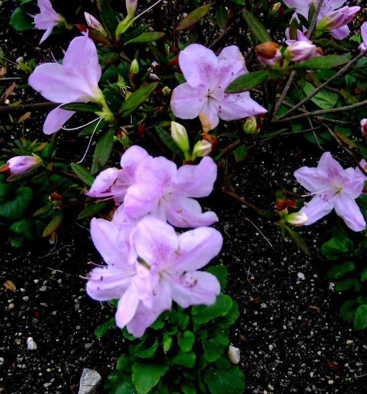[MAIS+FLORES+NESTA+PRIMAVERA.JPG]
