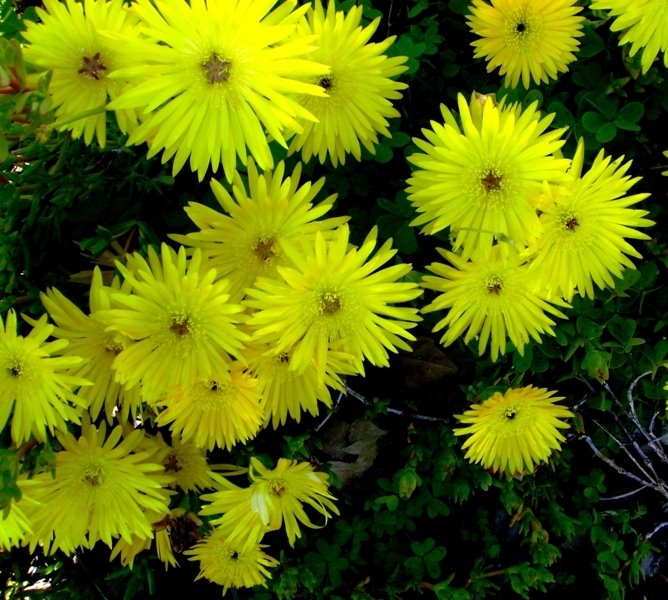 [MAIS+FLORES+NESTA+PRIMAVERA1.JPG]