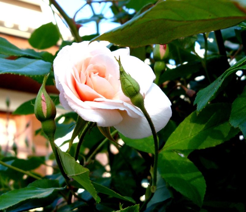 [rosinha.JPG]