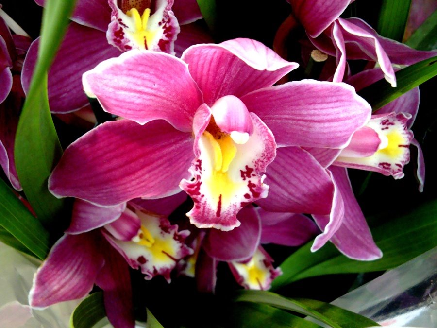 [orquídea.JPG]