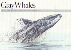 Gray Whale Siting