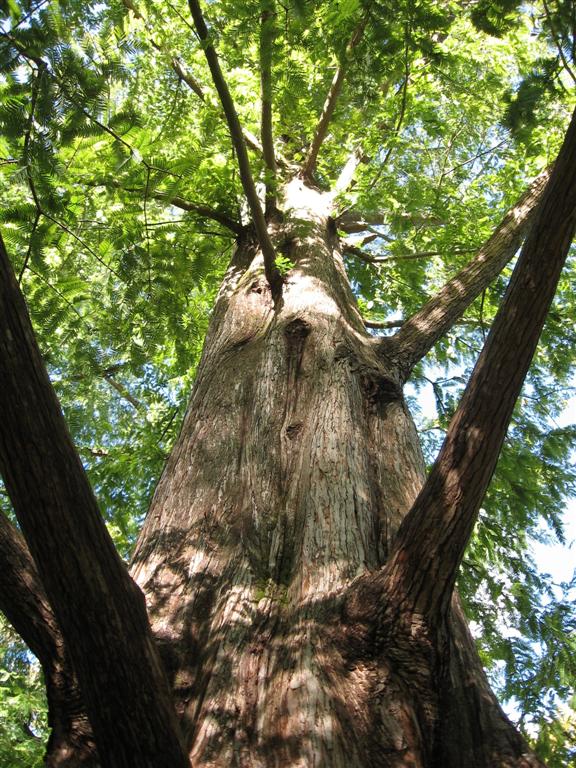 [Dawn Redwood (Large).jpg]