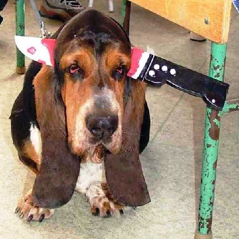 [Dogs_14.jpg]