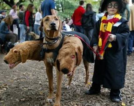 [Dogs_09.jpg]