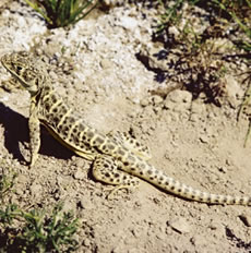 sand colored lizard