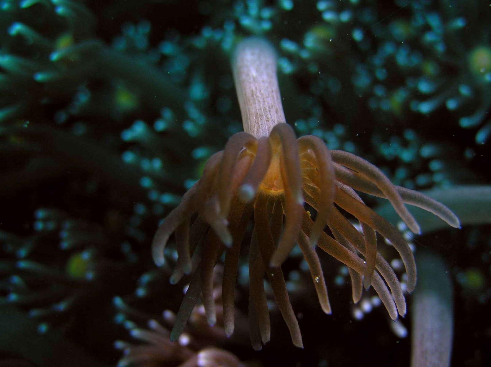 [Cnidaria+PORITIDAE+Goniopora+(sp.)+P3190135.JPG]