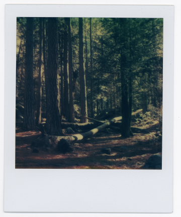 [yosemite_sx70_22.JPG]