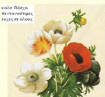 [anemone.jpeg]