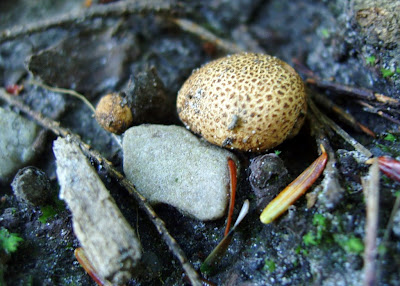 Mungo Says Bah! Bushcraft, camping, hiking, nature, photography, mushrooms, flint and steel, fungus, flora, flowers, edible