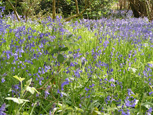 wild English bluebells