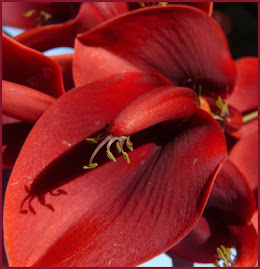 El Ceibo-Nuestra Flor Nacional Argentina