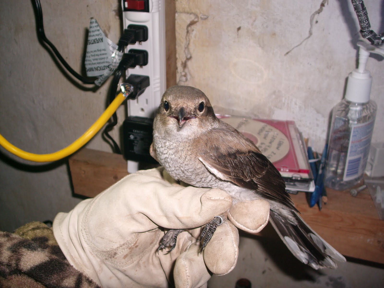 [Northern+Shrike+002.JPG]