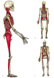 cadenas musculares espiral posturas trilhos anat 243 micos segundo myers cadenas musculares espiral posturas trilhos anat 243 micos segundo myers