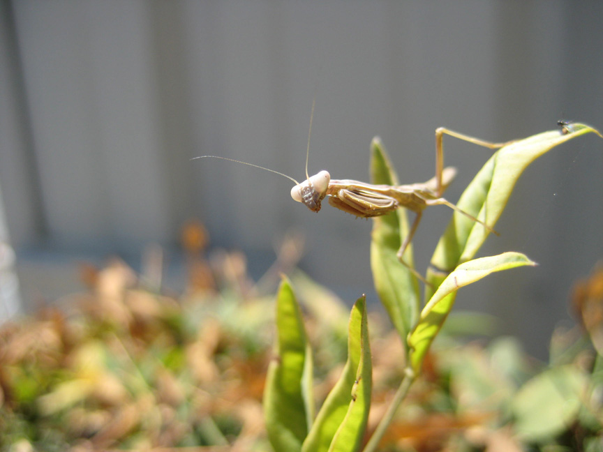 [PreyingMantis2.JPG]