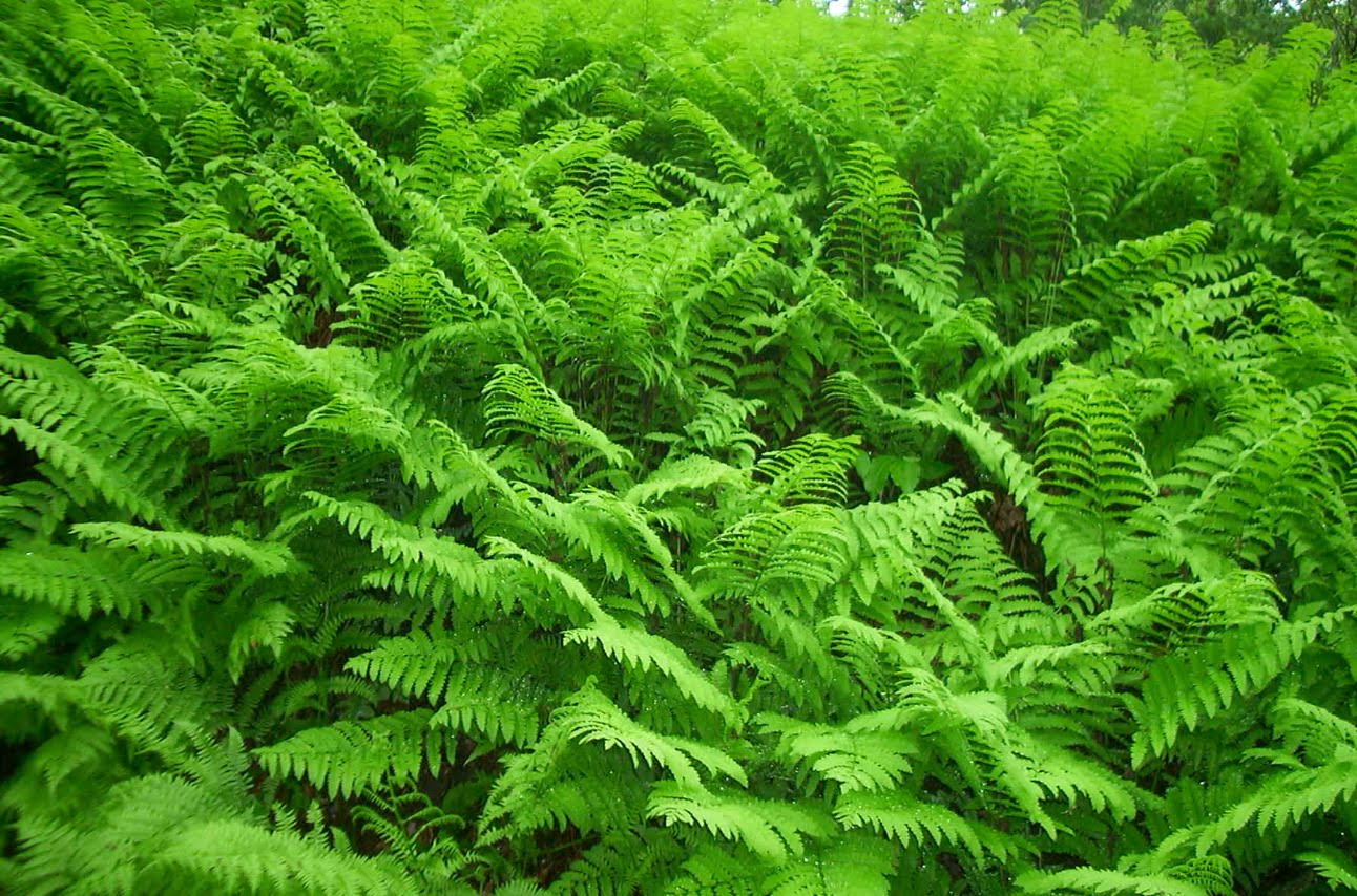 ferns ferns