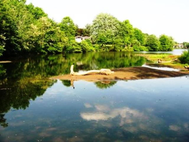 log,lake,bird,tree,cloud,reflection,tranquility