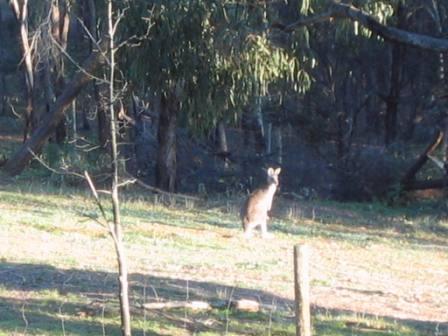 [wildlife+garden+kangaroos+(1).jpg]
