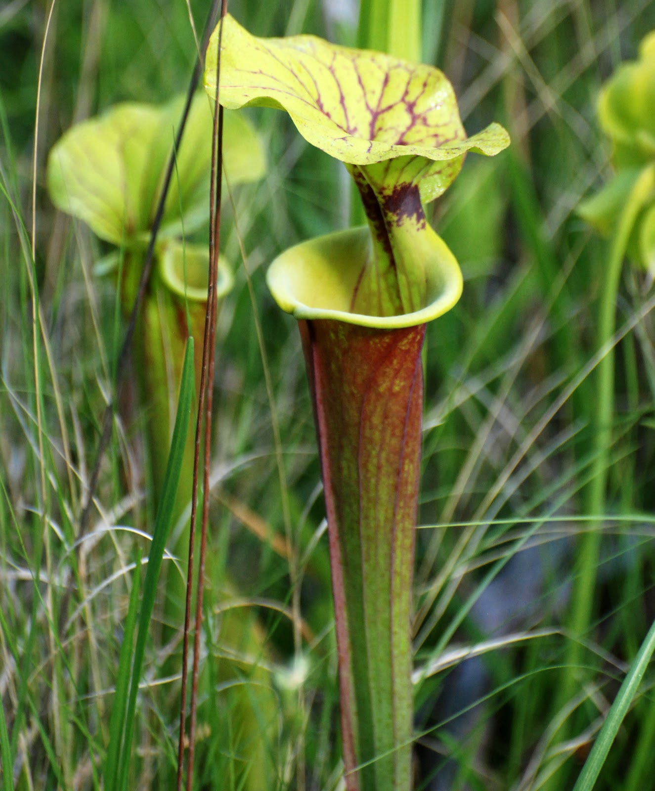 Pitcher Plant