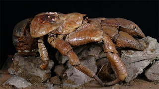 Cahyanto Arie Wibowo Company Belajar Biology Yuuk Cahyanto Arie Wibowo Company Belajar Biology Yuuk