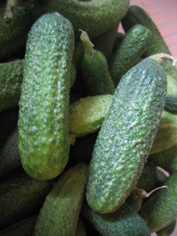 Blog 75 Recettes ConservesCornichons à la russe