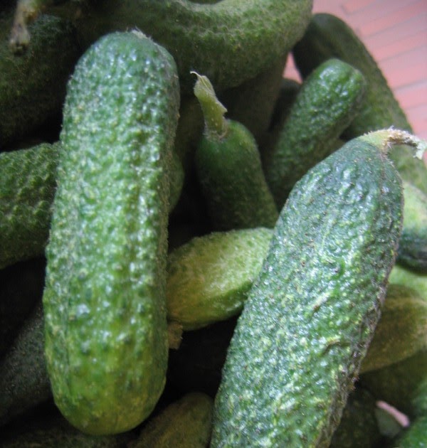 Blog 75 Recettes ConservesCornichons à la russe