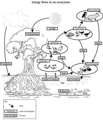 Ecosystems Worksheets