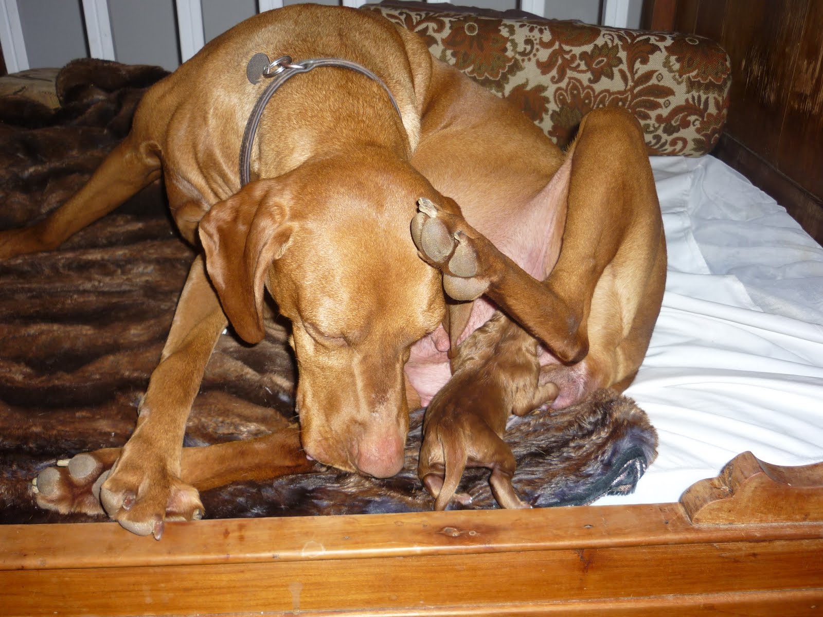 baby hungarian vizsla