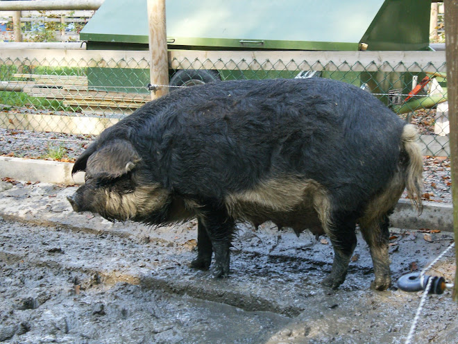 um granda porco