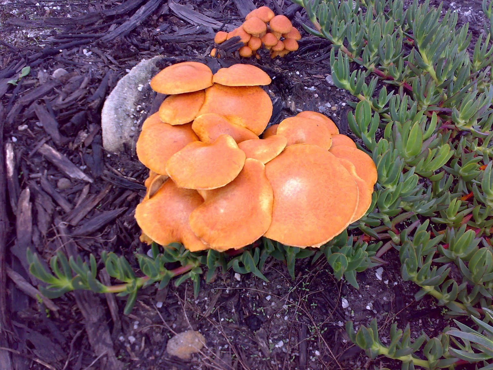 [26112009431.jpg]