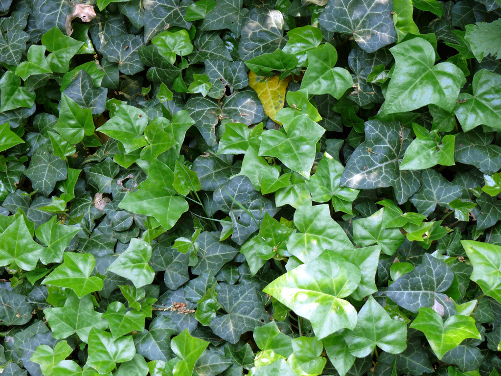 EL BLOG DE KARMENLIDIA TERAPIAS CON PLANTAS TRADICIONALES EL BLOG DE KARMENLIDIA TERAPIAS CON PLANTAS TRADICIONALES