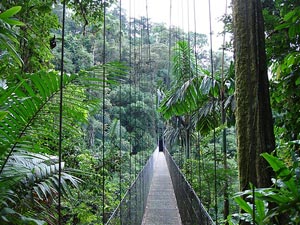 Sumatra Flora And Fauna | RM. Sumatra Flora And Fauna | RM.