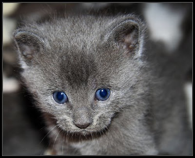 StarClan RP Gray+kittens+blue+eyes