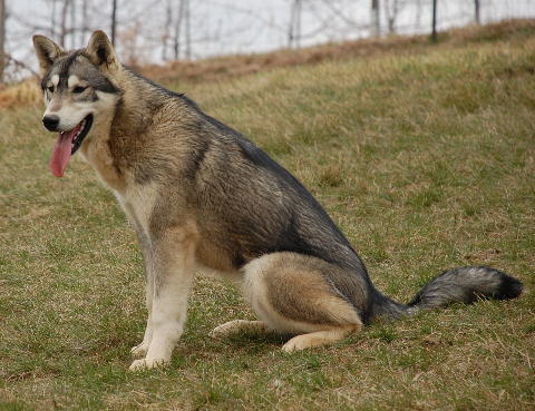 kugsha puppies kugsha on dogs php and wolves kugsha puppies kugsha on dogs php and wolves