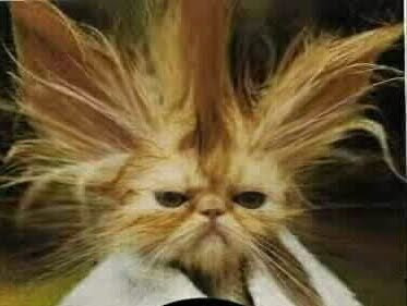 funny cats bad hair