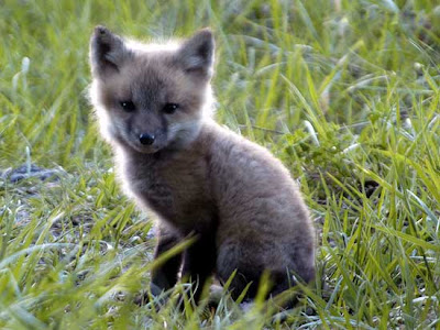 Baby%2BFox.jpg