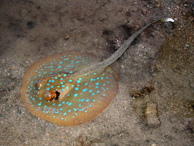 Reef Stingray