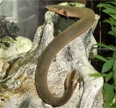 African Snake Fish