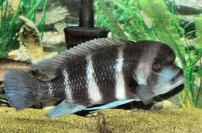 full grown red zebra cichlid full grown red zebra cichlid