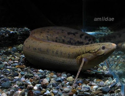 african spotted lungfish