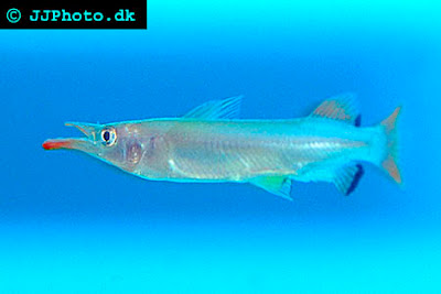 or Nomorphamphus liemi is