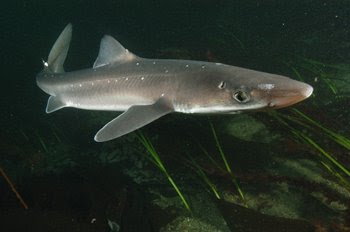 Prickly+dogfish+shark