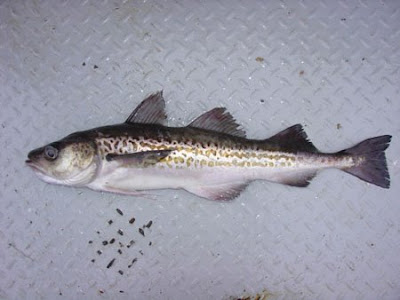 alaskan pollock recipes