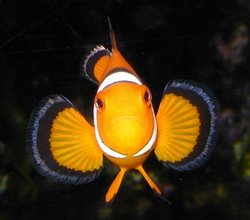 Clownfish - Finding Who?