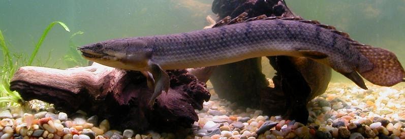Fish Index: Retropinnis Bichir (Polypterus retropinnis)