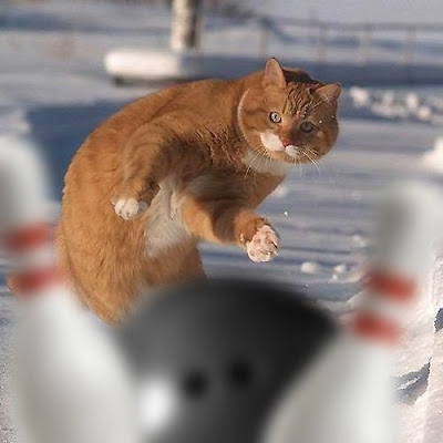 funny cats cat bowling
