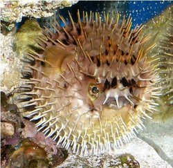 Porcupine Puffer - Can Inflate Its Body With Water To Appear Larger