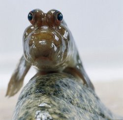 Mudskipper Fish - Evolutionary Marvel