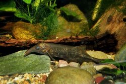 Elephant Nose Fish